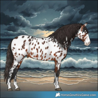Horse Color:Bay Sabino Near Leopard