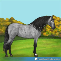 Horse Color:Gray Smoky Blue Roan 