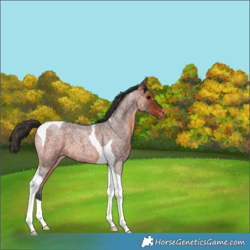 Horse Color:Bay Roan Tobiano Snowflake Varnish 
