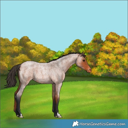 Horse Color:Bay Roan Varnish 