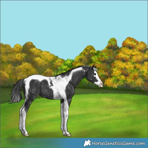 Horse Color:Black Splash Tobiano Snowflake Varnish 