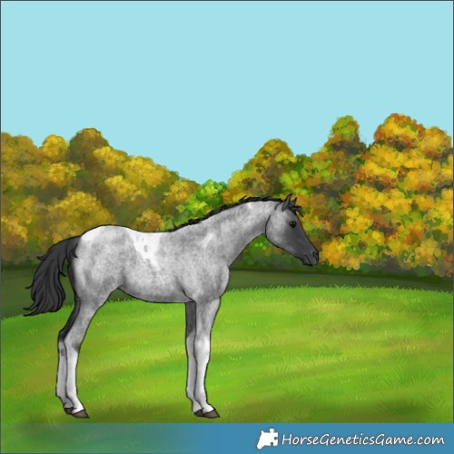 Horse Color:Blue Roan Tobiano 