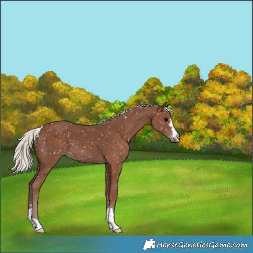 Horse Color:Silver Black Snowflake Varnish 