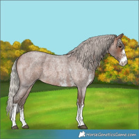 Horse Color:Silver Brown Roan Sabino