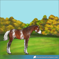 Horse Color:Gray White Spotted Silver Bay 
