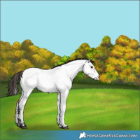 Horse Color:Bay Roan Appaloosa 