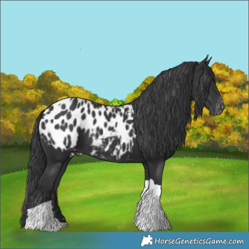 Horse Color:Black Tobiano Appaloosa 