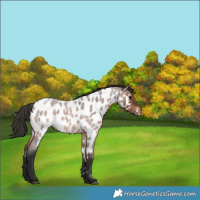 Horse Color:Brown Roan Appaloosa 