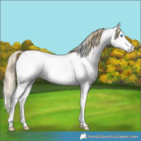 Horse Color:Red Roan Splash Appaloosa 