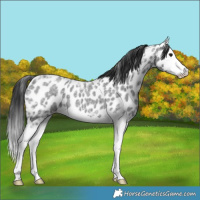 Horse Color:Blue Ice Roan Splash Leopard 