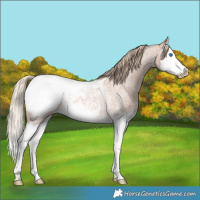 Horse Color:Red Roan Splash Near Fewspot Rabicano 