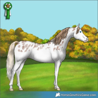 Horse Color:Red Roan Splash Appaloosa Rabicano