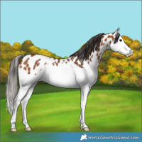 Horse Color:Bay Splash Appaloosa Rabicano 