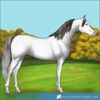 Horse Color:Bay Roan Splash Fewspot 