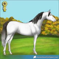 Horse Color:Bay Splash Fewspot Rabicano 
