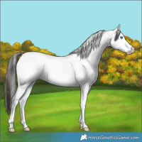 Horse Color:Bay Roan Splash Appaloosa 