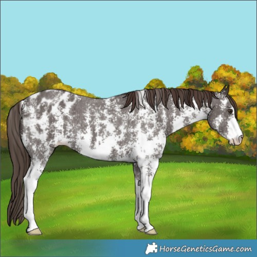 Horse Color:Liver Chestnut Sabino Appaloosa 