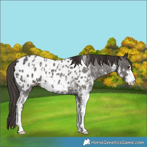 Horse Color:Liver Chestnut Sabino Appaloosa 
