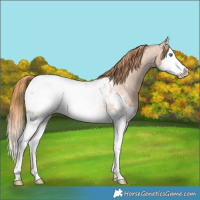 Horse Color:Red Roan Splash Appaloosa Rabicano 