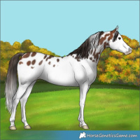 Horse Color:Bay Splash Appaloosa Rabicano 