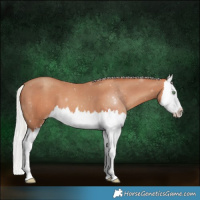 Horse Color:Silver Amber Champagne Splash