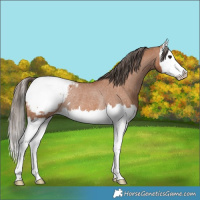 Horse Color:Bay Splash Appaloosa Rabicano 