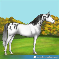 Horse Color:Black Splash Appaloosa Rabicano 