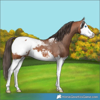 Horse Color:Bay Splash Snowcap 