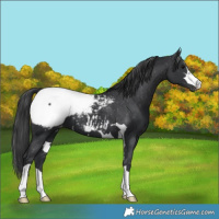 Horse Color:Black Appaloosa 