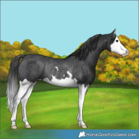 Horse Color:Black Splash Varnish Rabicano 