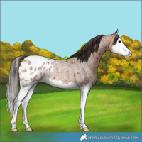 Horse Color:Bay Roan Splash Appaloosa Rabicano