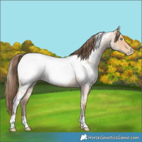 Horse Color:White Spotted Amber Champagne Roan Appaloosa