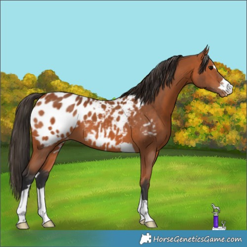 Horse Color:Bay Appaloosa