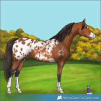 Horse Color:Bay Appaloosa 