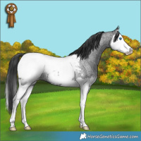Horse Color:Blue Roan Splash Appaloosa Rabicano 