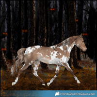 Horse Color:White Spotted Liver Red Dun Rabicano 