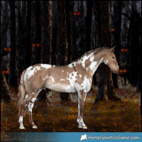 Horse Color:White Spotted Liver Red Dun Rabicano 