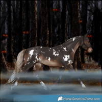 Horse Color:White Spotted Liver Chestnut 