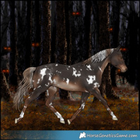 Horse Color:White Spotted Liver Chestnut 