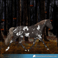 Horse Color:White Spotted Liver Chestnut