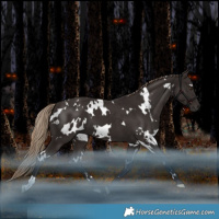 Horse Color:White Spotted Liver Chestnut 