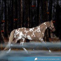 Horse Color:White Spotted Liver Red Dun 