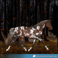 Horse Color:White Spotted Liver Chestnut Rabicano 