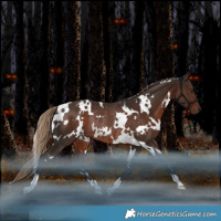 Horse Color:White Spotted Liver Chestnut Rabicano 
