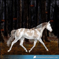 Horse Color:White Spotted Liver Red Dun Splash Rabicano