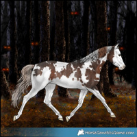 Horse Color:White Spotted Liver Chestnut Splash Rabicano