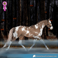 Horse Color:White Spotted Liver Red Dun Splash Rabicano 