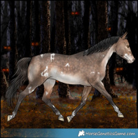 Horse Color:White Spotted Bay Dun Tobiano Varnish Rabicano 