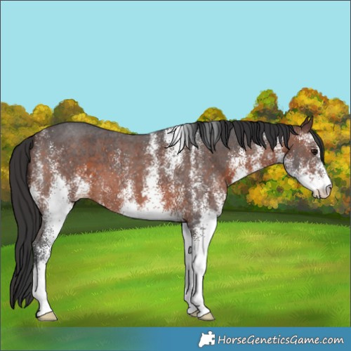 Horse Color:White Spotted Brown 