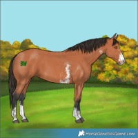 Horse Color:Bay Sabino 